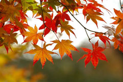 fall-leaves-tree-240