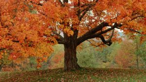 ca. 1980s-1990s, Weston, Vermont, USA --- Detail of Tree With Fall Foliage and Swing --- Image by © Peter Finger/CORBIS